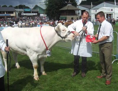 Caenog Branwen 1st prize class 519